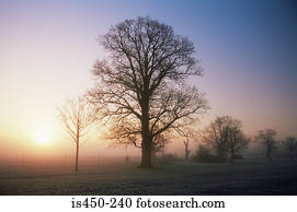 Silhouette of tree in the mist