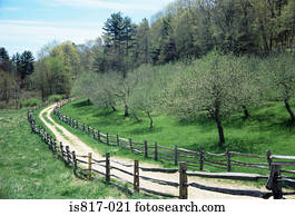 pomar, em, primavera