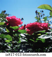 rosas cor-de-rosa