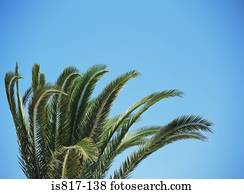 árvore palma