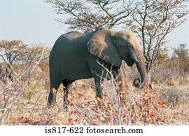 elefante