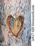 Heart carved in a tree trunk
