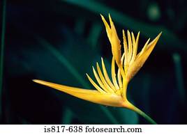 pássaro paraíso, flor