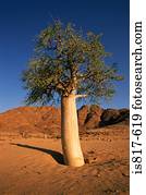 árvore, em, a, deserto