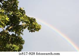 arco íris, e, árvore