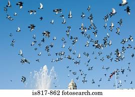 Trafalgar square pigeons