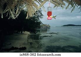 hummingbird, ligado, isla, carenero