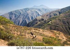 cavalos, ligado, andes
