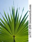 Palm leaf