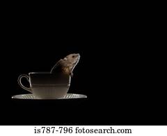 rato, em, um, chávena