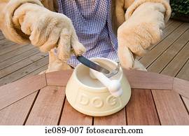 cão, corte, um, osso