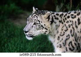 leopardo neve