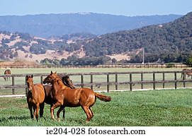 cavalos, em, um, campo