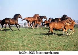 cavalos, galloping