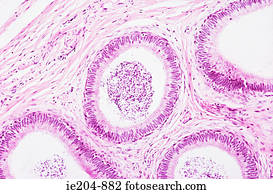  Epididymis  Photos Our Top 401 Epididymis  Images Fotosearch