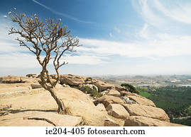 macaco, em, um, árvore