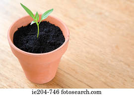 seedling pot