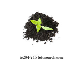 Seedling in soil