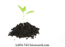 Seedling in soil