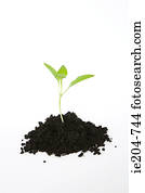 Seedling in soil