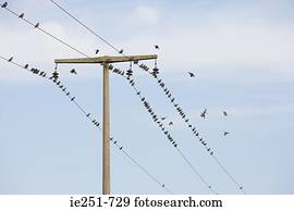 pássaros, ligado, fios