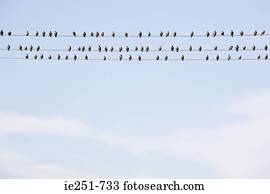 pássaros, ligado, fios