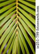 Palm leaf