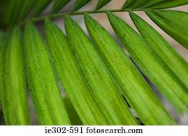 Palm leaf
