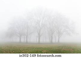 Trees in mist