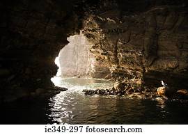 gaivota, em, caverna