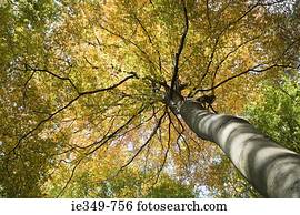 Low angle view of tree