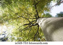 Low angle view of tree