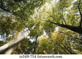 Low angle view of trees
