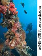 mergulhador, em, recife coral