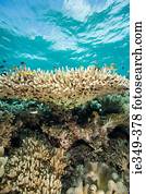 peixe, e, recife coral