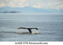 rabo, de, baleia humpback