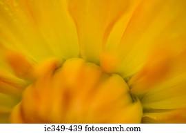 Yellow petals