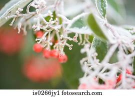 geada, coberto, bagas