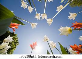 Low angle view of flowers