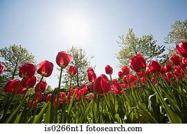 Low angle view of tulips 
