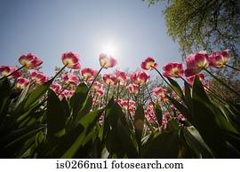 Low angle view of tulips 