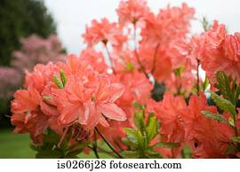primavera, azaleas