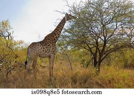 girafa