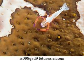 Sea life at puerto galera