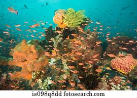 Sea life at verde island