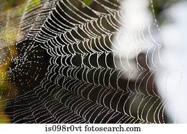 cima, de, um, teia aranha