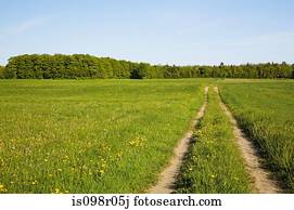 Dirt tracks in field