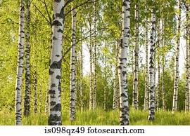 Forest of birch trees