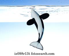 um, brinquedo, baleia assassino