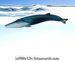 um, brinquedo, baleia